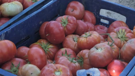 Wählen-Sie-Rote-Tomaten