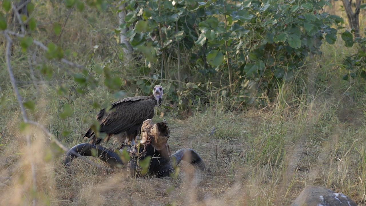 Hooded vulture feeds on buffalo skull, seen through foreground foliage