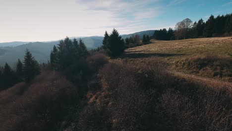 Drone-De-Carreras-Aéreas-Volando-Rápido-Entre-Pinos-En-Una-Colina-Durante-La-Puesta-De-Sol-De-Otoño