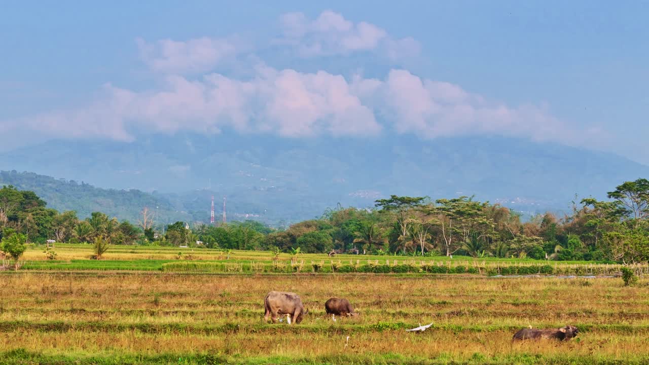 Buffaloes eating among the rice crops and in the background the mountains covered in mist.