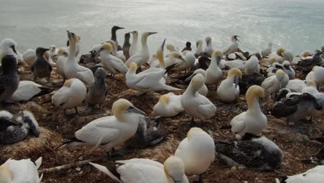 Gannet-bird-colony-on-ocean-coastline,-static-close-up-view