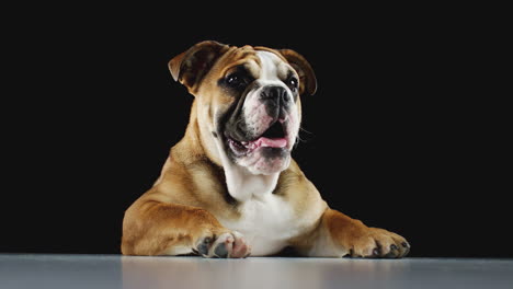 Studio-Portrait-Of-Bulldog-Puppy-Against-Black-Background