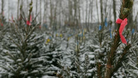 Tagged-Christmas-trees-at-forest-farm-at-Christmas-time