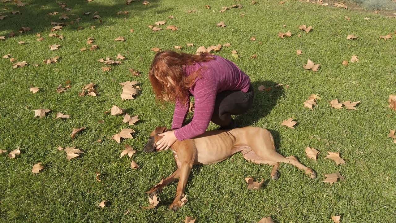 woman stroking her boxer dog in the park