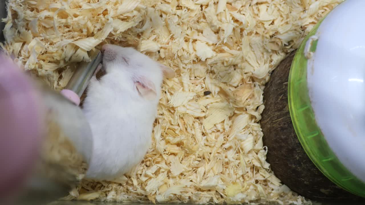 ケージの中の白いマウス