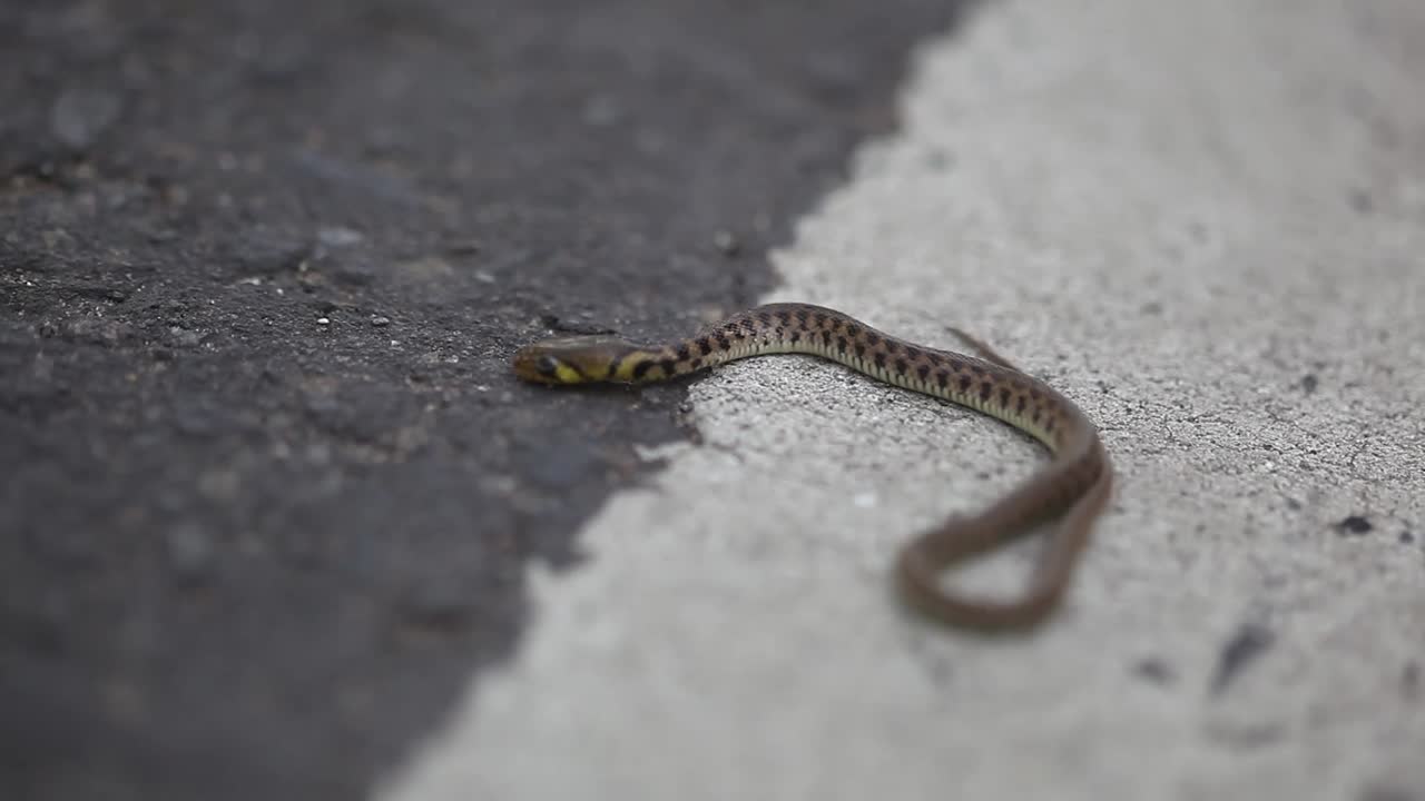 pequeña serpiente al lado de la carretera