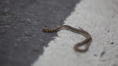 Pequeña-Serpiente-Al-Lado-De-La-Carretera