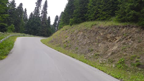 asphalt road among the greenery in the forest.