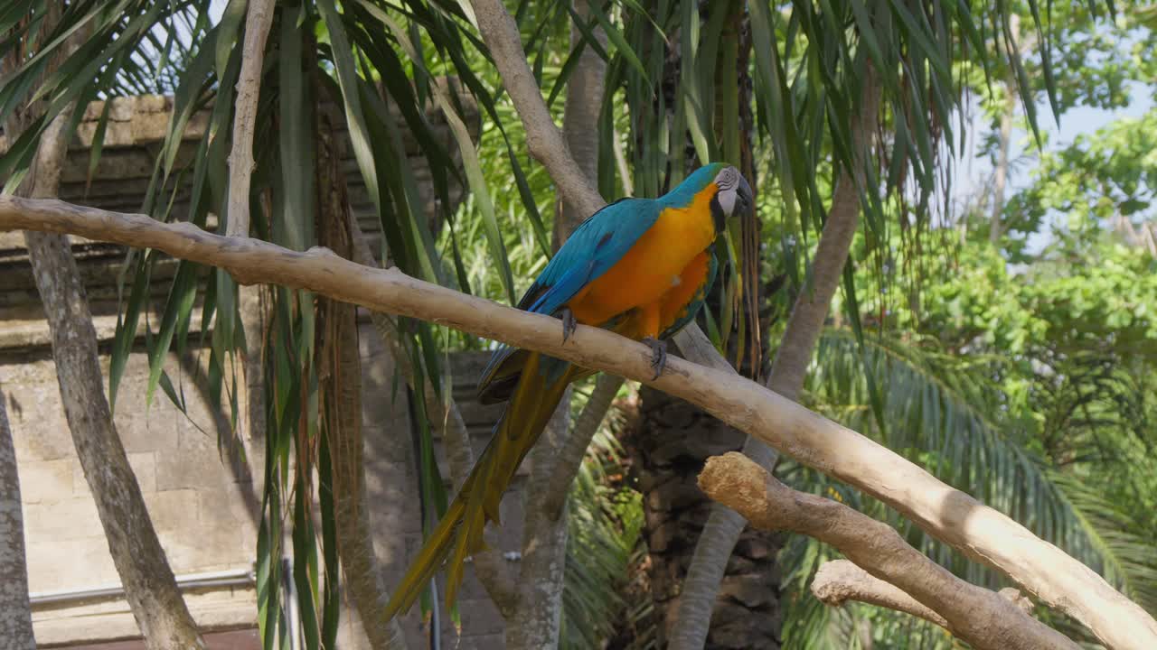 el loro araarauna camina en una rama contra un telón de fondo de árboles verdes