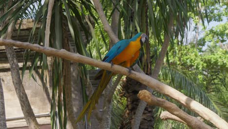 ara ararauna parrot walks on a branch against a backdrop of green trees