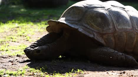 una tortuga descansando en el suelo