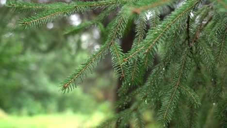 Wassertropfen-Auf-Einem-Ast-Aus-Fichtennadeln,-Die-Im-Wind-Wehen