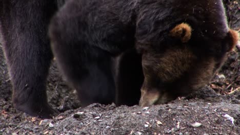 closeup of a black bear digging the ground for food