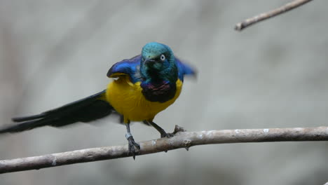 Portrait-shot-of-tropical-neon-colored-Golden-Breasted-Starling-Bird-perched-on-branch-in-slow-motion