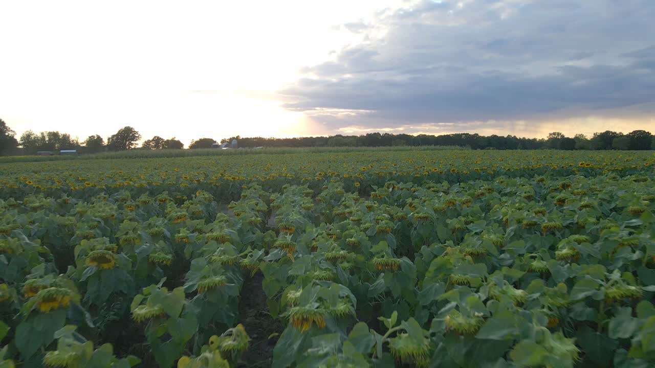 vuela sobre el campo de girasoles durante la hora azul