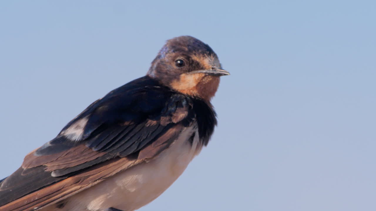 Inquadratura ampia di una rondine comune che si pulisce al mattino in Kenya