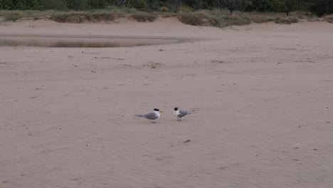 two white-fronted terns stand facing each other on sandy beach of currumbin in queensland, australia. wide shot