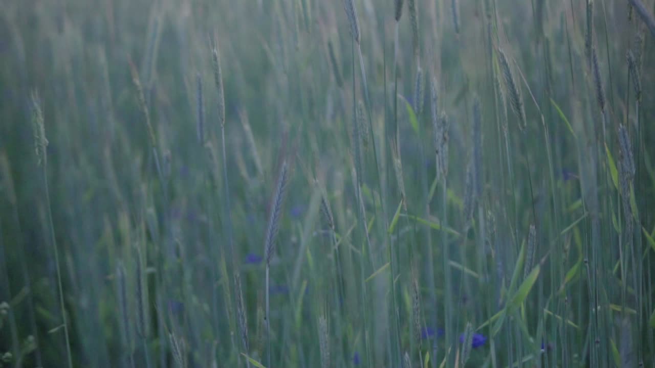 바람에 흔들리는 곡물의 아름다운 녹색 필드