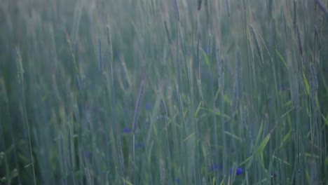 beautiful green field of cereals swaying in the wind