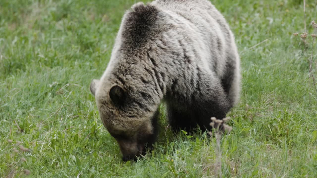 Un orso grizzly solitario si aggira in un prato verde vibrante, fermandosi occasionalmente per pascolare sulla fresca vegetazione primaverile