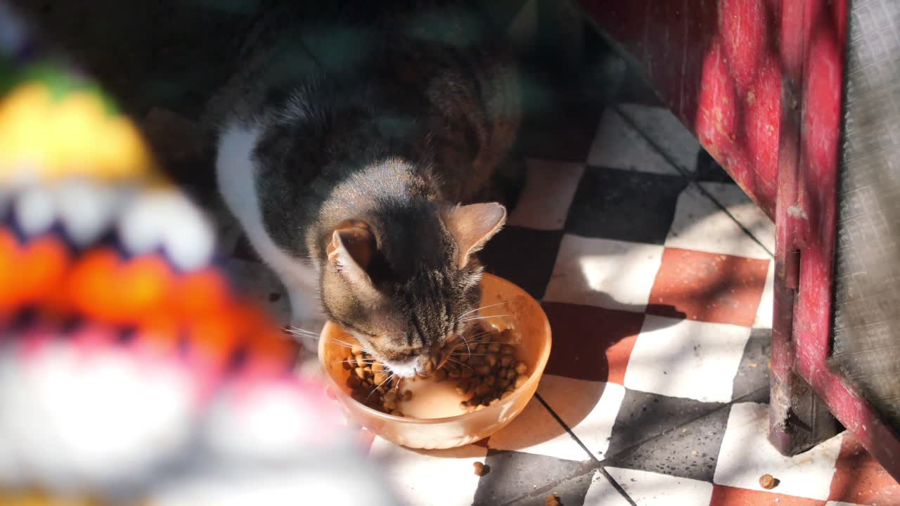 Cat eating from a bowl on a tiled floor