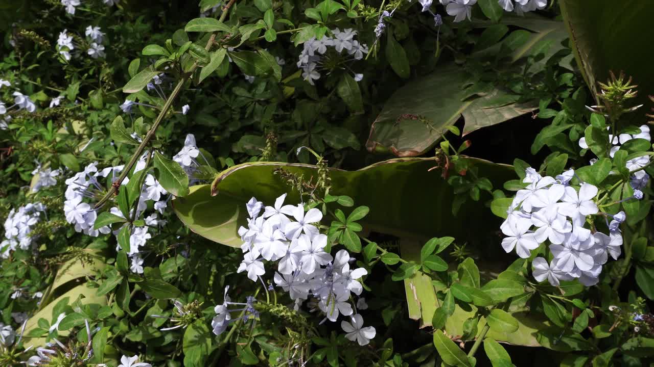 Many purple flowers in small clusters on a little shrub that moves in the wind