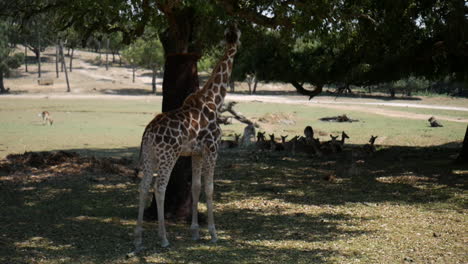 giraffe walking in the wild