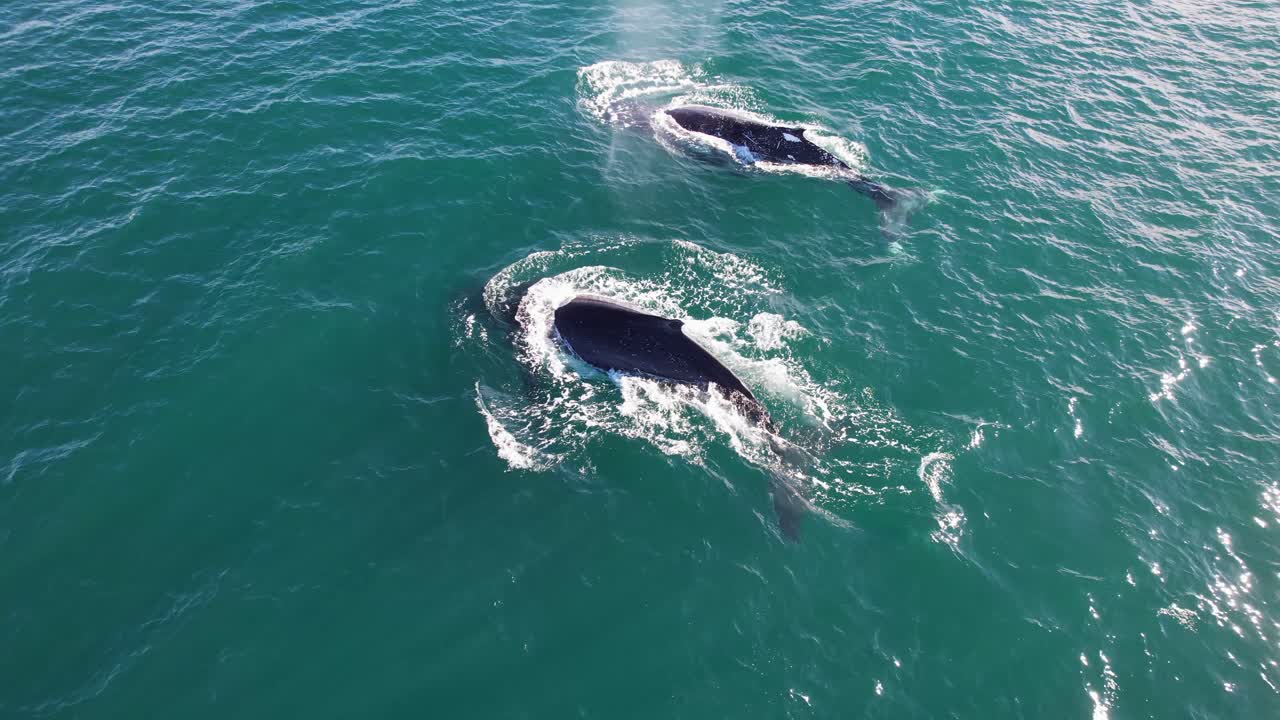 las ballenas jorobadas en el paisaje marino turquesa de nueva gales del sur, australia - fotografía aérea