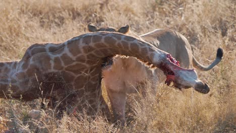 lioness grabbing rotting giraffe carcass with jaws to drag it away