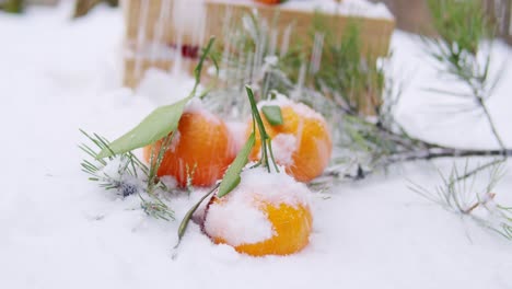 tangerines covered in snow with pine branches