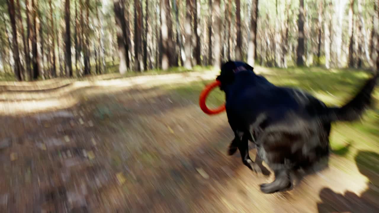 Cane nero energico corre e gioca con giocattolo in foresta soleggiata