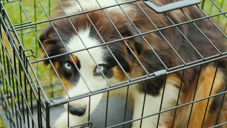 dog in a cage top down