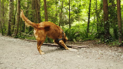 golden retriever puppy pulling on large branch in forested trail