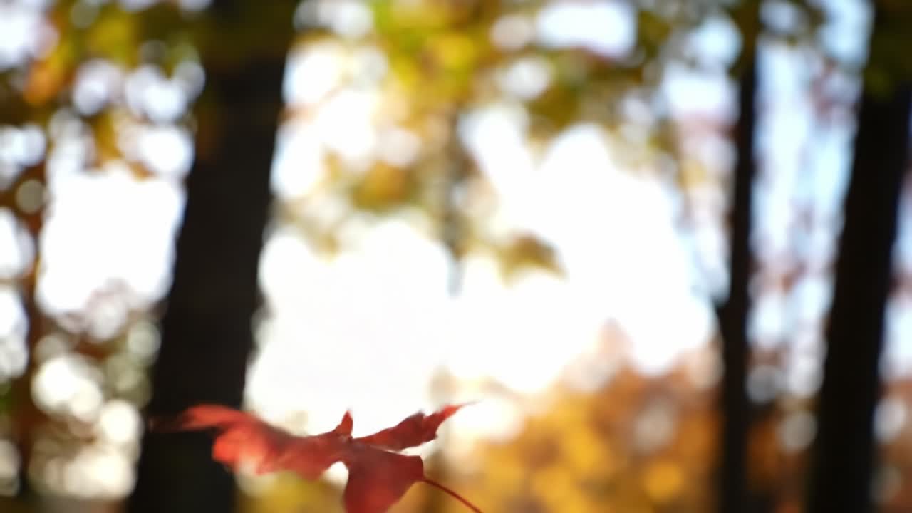 Capturing the Beauty of Autumn: A Vibrant Red Maple Leaf Spectrum Through Nature's Kaleidoscope