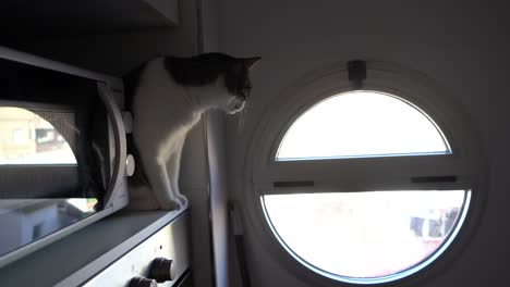 domestic cat looking at views from window indoor at home sitting on a shelf near the microwave and oven