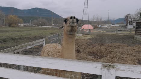 llama marrón claro en el recinto del zoológico
