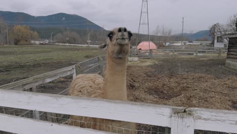 light brown llama in petting zoo enclosure