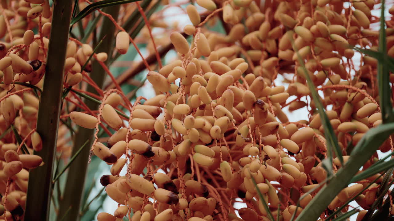 Close up of sea buckthorns fruits hanging in clusters on a tropical tree