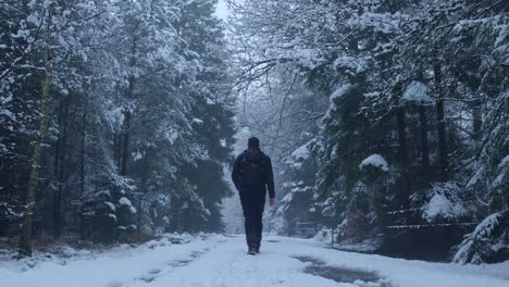 camino de bosque nevado con excursionista