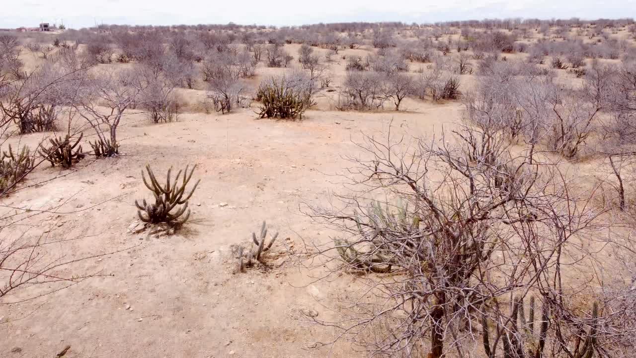 Imagens de drone da região da Caatinga em Petrolina, Pernambuco, Brasil.