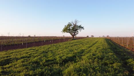 Drohnenflug-über-Fruchtbares-Weingebiet-In-Friedlicher-Abendatmosphäre-In-Der-Weinbaugemeinde-Gols-In-Österreich