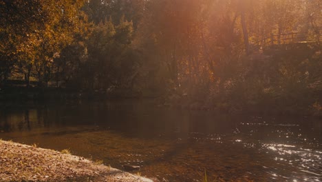 mustached man in blue shirt leaves riverbank after admiring golden sunlight and trees. relaxing and warm nature footage.