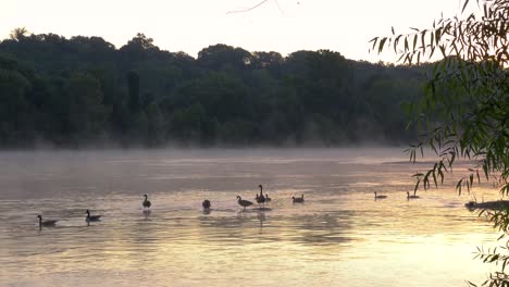 Ein-Schwarm-Gänse-Schwimmt-Bei-Sonnenaufgang-Mit-Nebel,-Der-Aus-Dem-Wasser-Im-Pony-Pasture-Park,-Richmond,-Virginia,-Aufsteigt