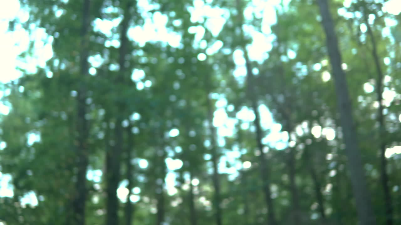 태양이 빛나고 타오르는 동안 나무 꼭대기를 올려다보는 동안 초점이 맞지 않는 삼중 회전