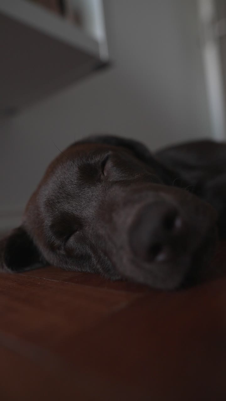 Sleeping Chocolate Labrador