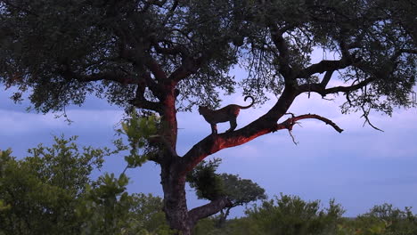 Weite-Sicht-Auf-Die-Silhouette-Des-Leoparden,-Der-In-Der-Abenddämmerung-Auf-Einem-Ast-Im-Baum-Steht