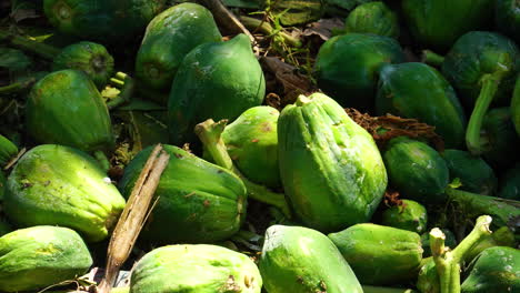 Fresh-harvested-papayas-on-plantation-in-Lombok,-Indonesia