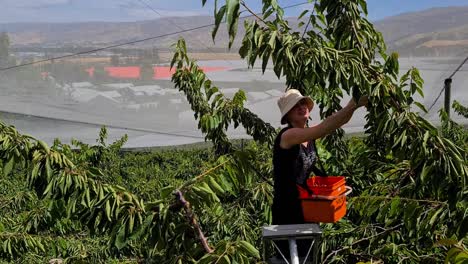 cosecha selectiva en cromwell, nueva zelanda, centrada en las cerezas