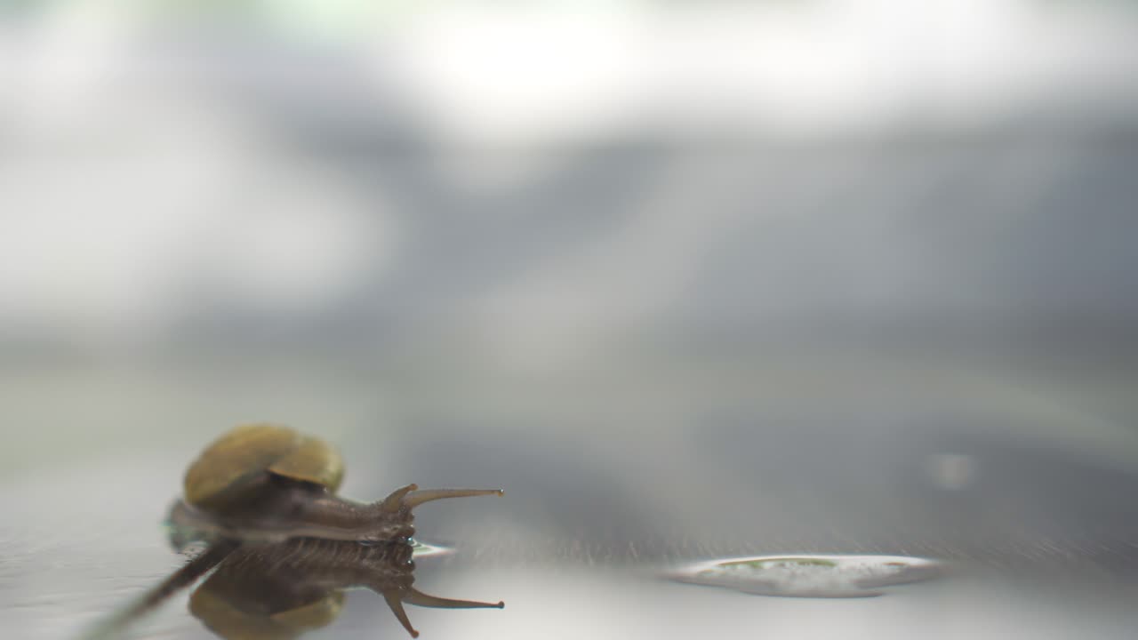 4k 영상: 은 나무 바닥에서 천천히 기어다니는 달이