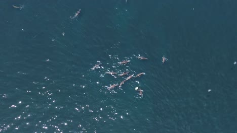 top-down show of a herd of sea lions resting and swimming at the surface of the ocean